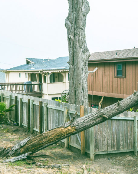 Lake-Country-Tree-Care