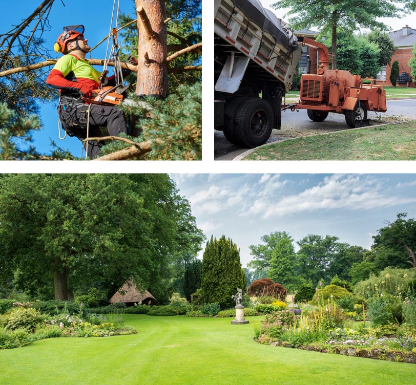 Local-Tree-Trimming