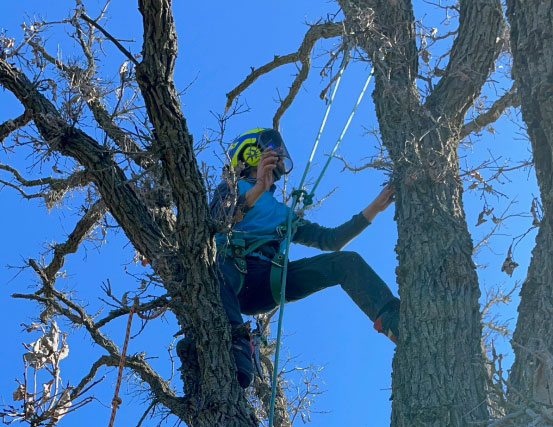 Pewaukee-Tree-Service